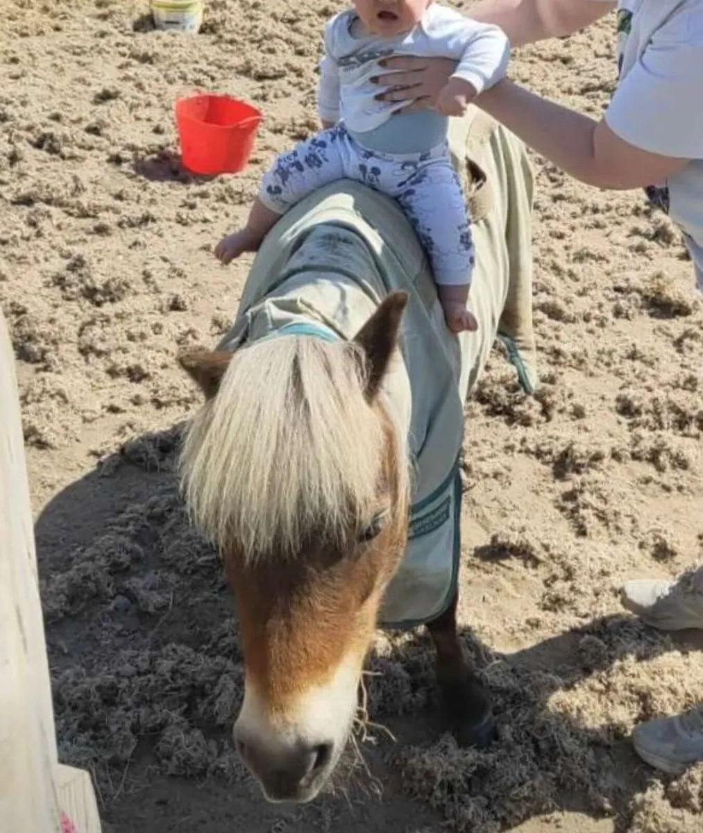 Perfect first pony - Image 3