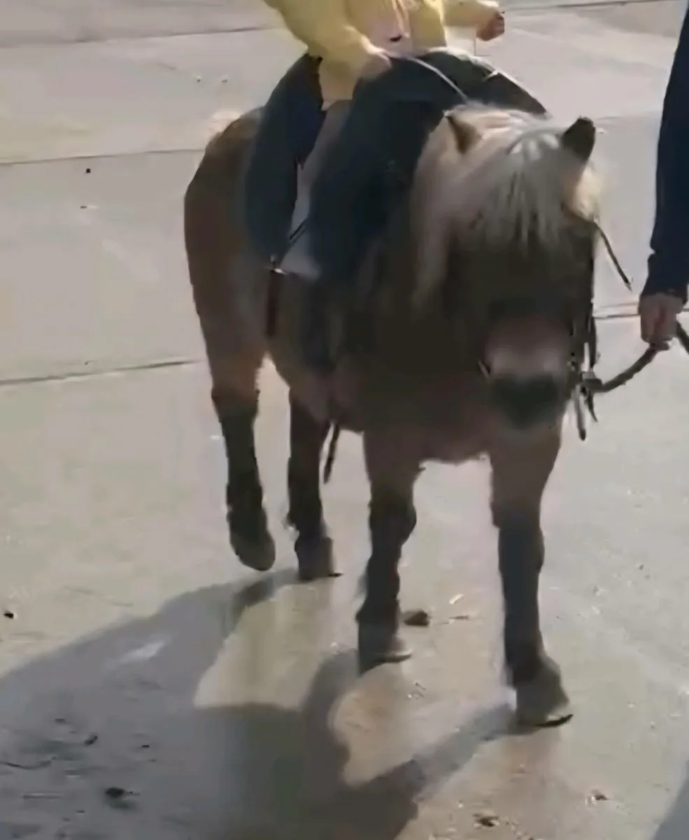 Perfect first pony - Image 1