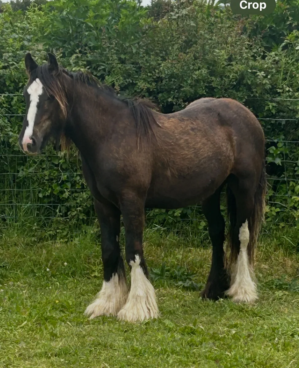 Gelding Cobs - Image 2