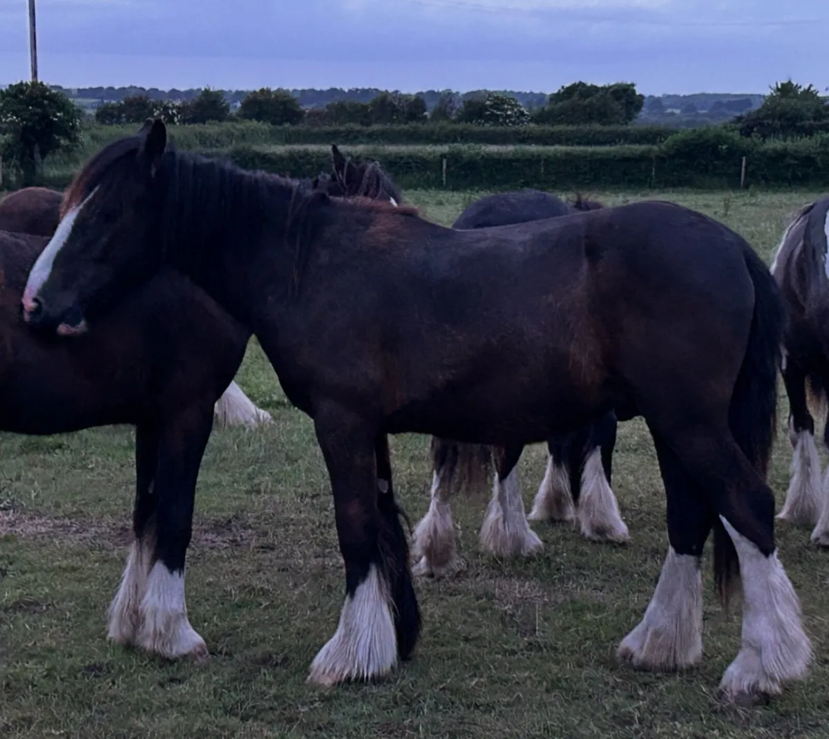 Gelding Cobs - Image 3
