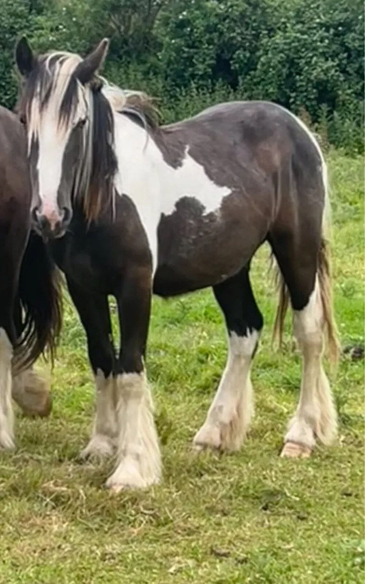 Gelding Cobs - Image 4