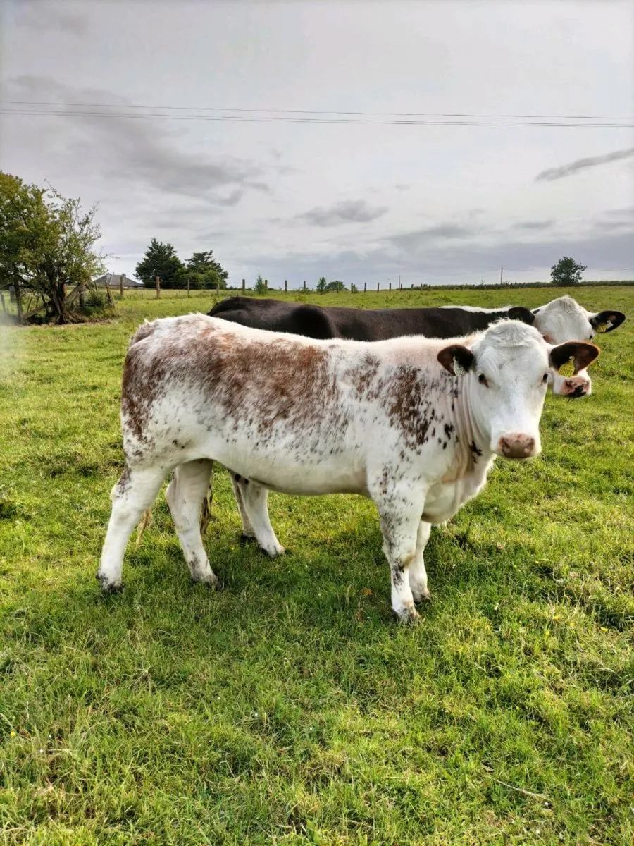 Roan heifer an bullock - Image 1