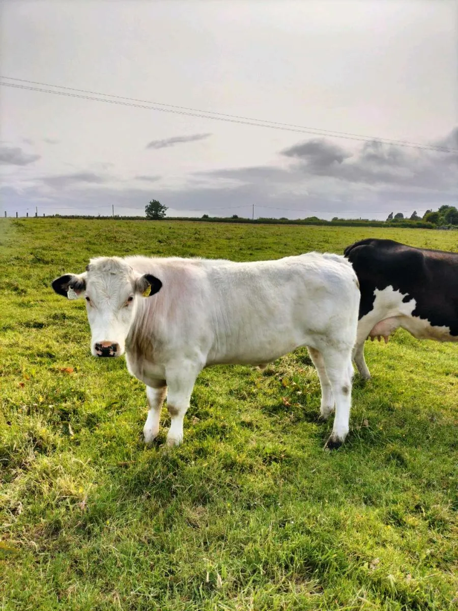 Roan heifer an bullock - Image 2