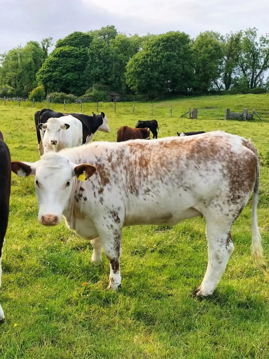 Roan heifer an bullock - Image 3