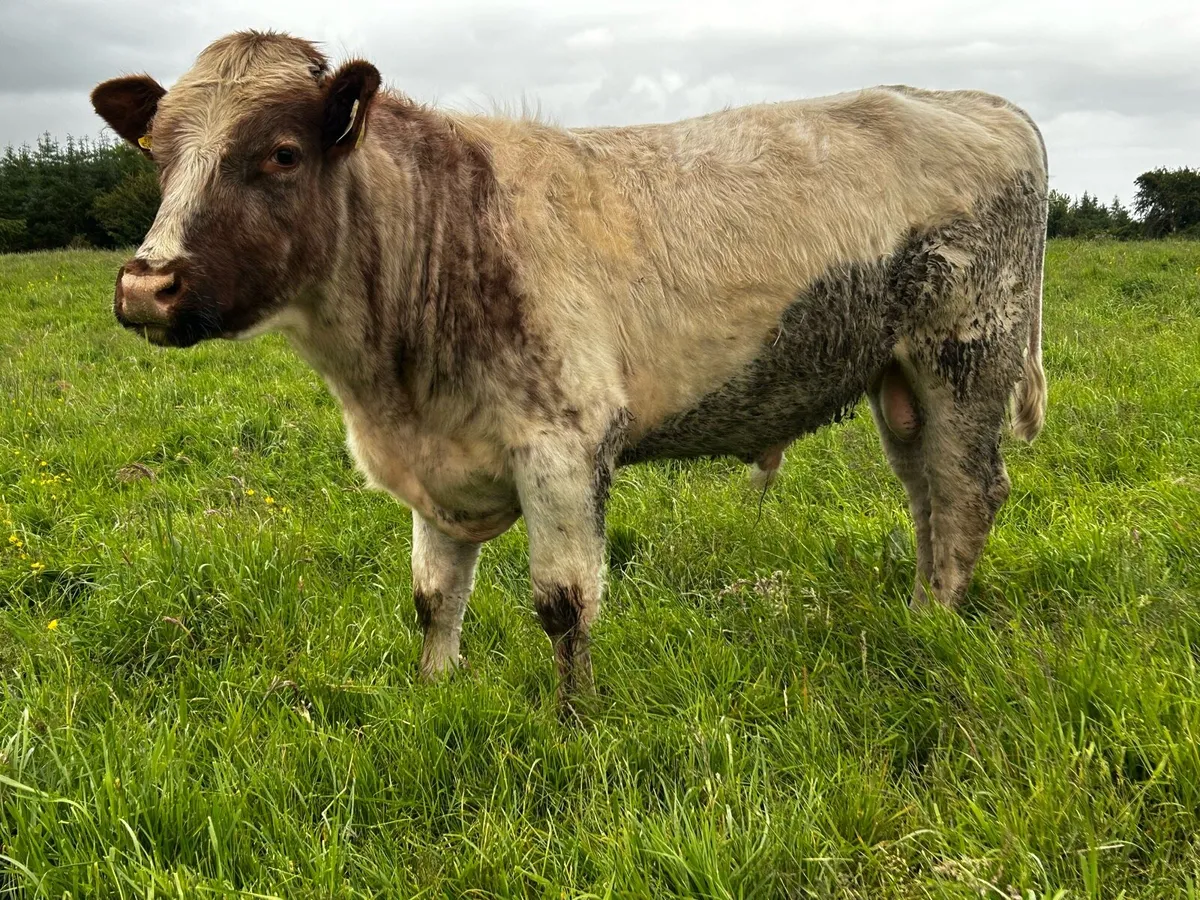 Hybrid Bull Bred By A.I Limousin EBY X Shorthorn - Image 1