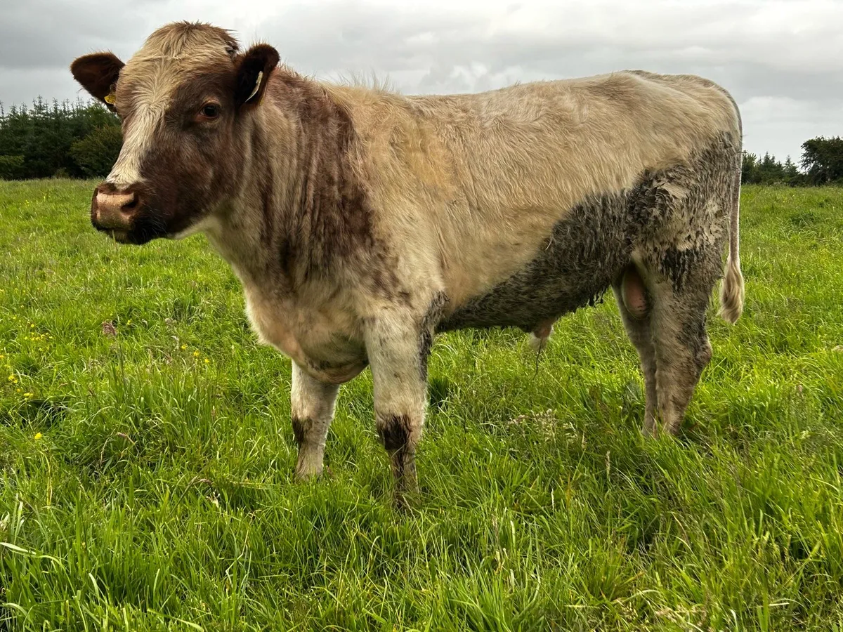 Hybrid Bull Bred By A.I Limousin EBY X Shorthorn - Image 3