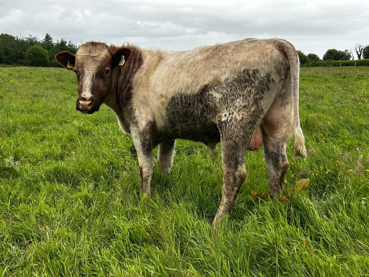 Hybrid Bull Bred By A.I Limousin EBY X Shorthorn - Image 4