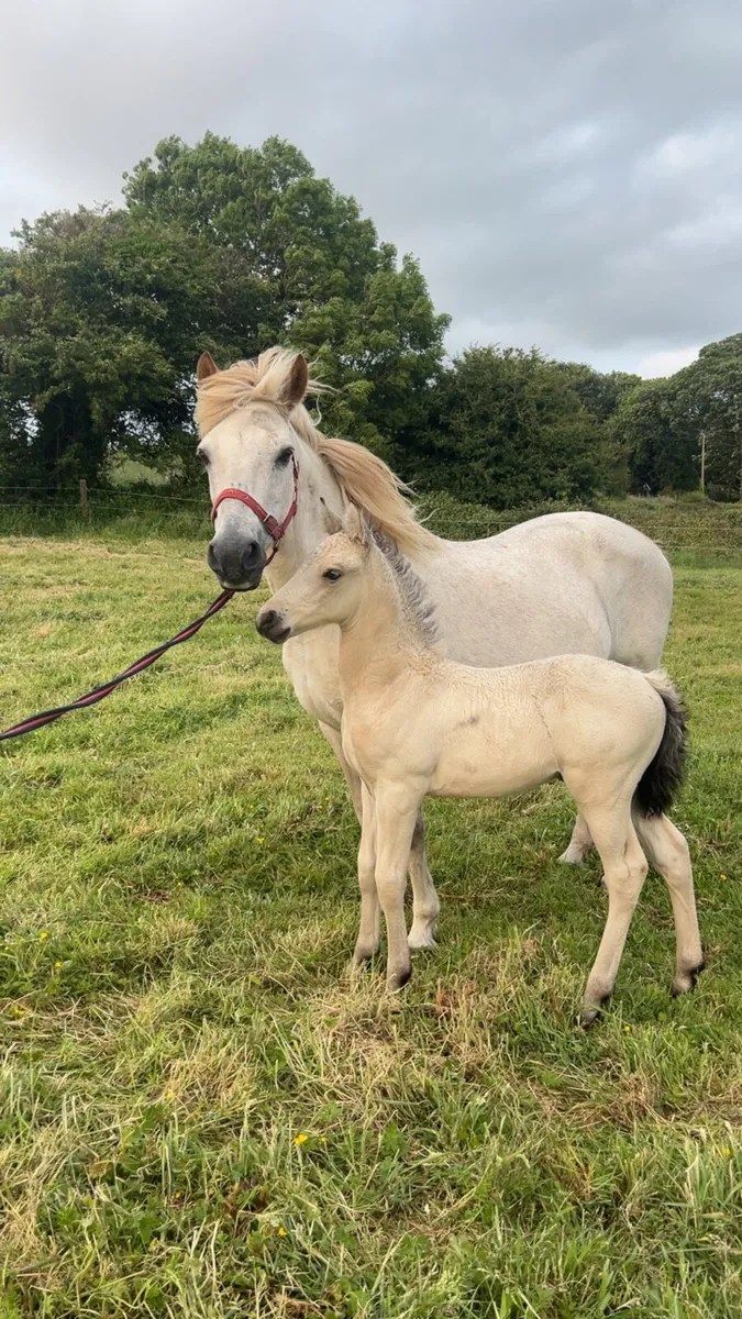 Connemara Mare and Foal - Image 1