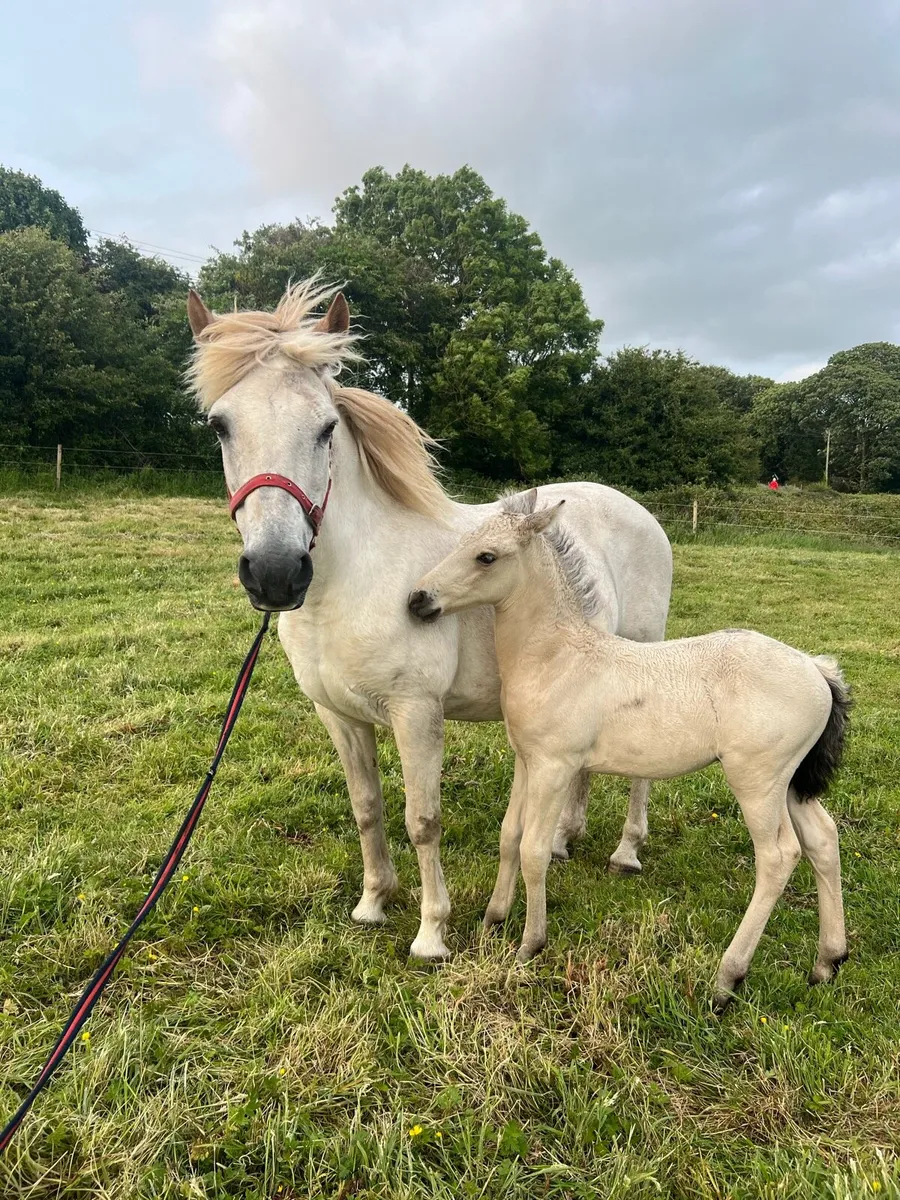 Connemara Mare and Foal - Image 2