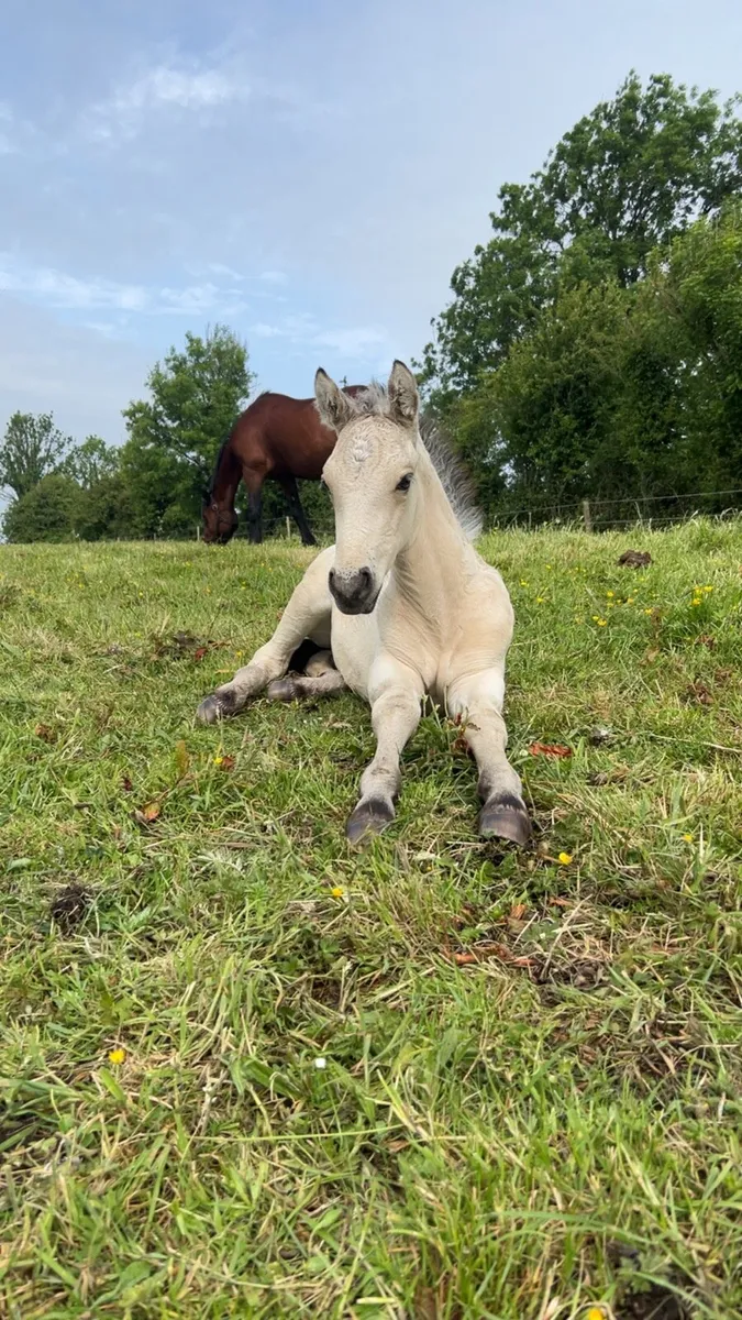 Connemara Mare and Foal - Image 3