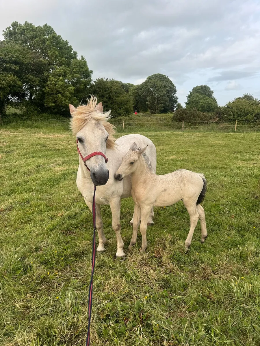 Connemara Mare and Foal - Image 4