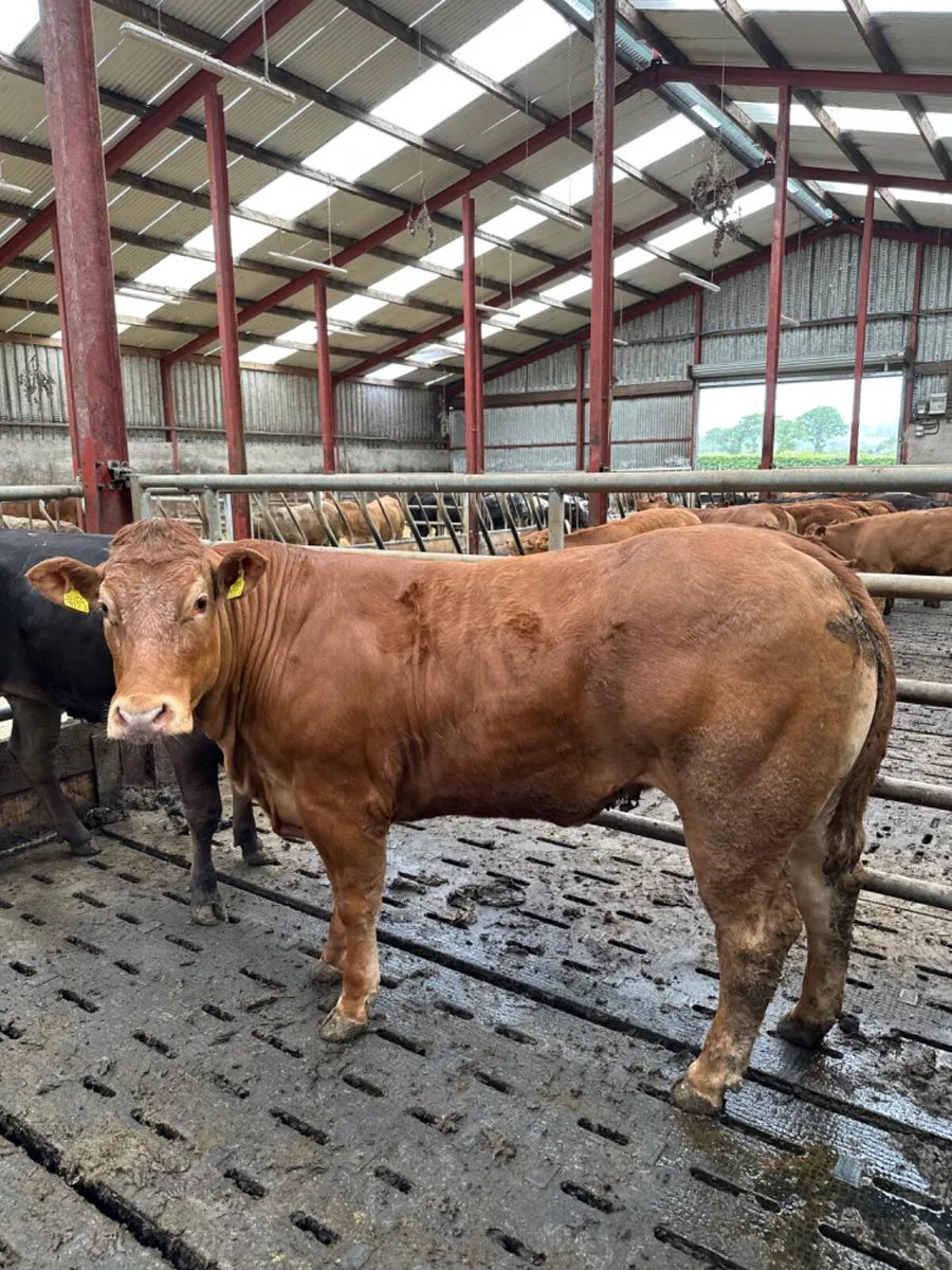 Roaned lim Bulling heifer - Image 1