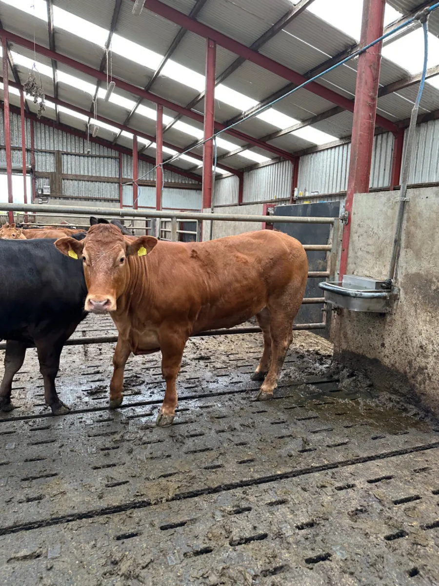 Roaned lim Bulling heifer - Image 4