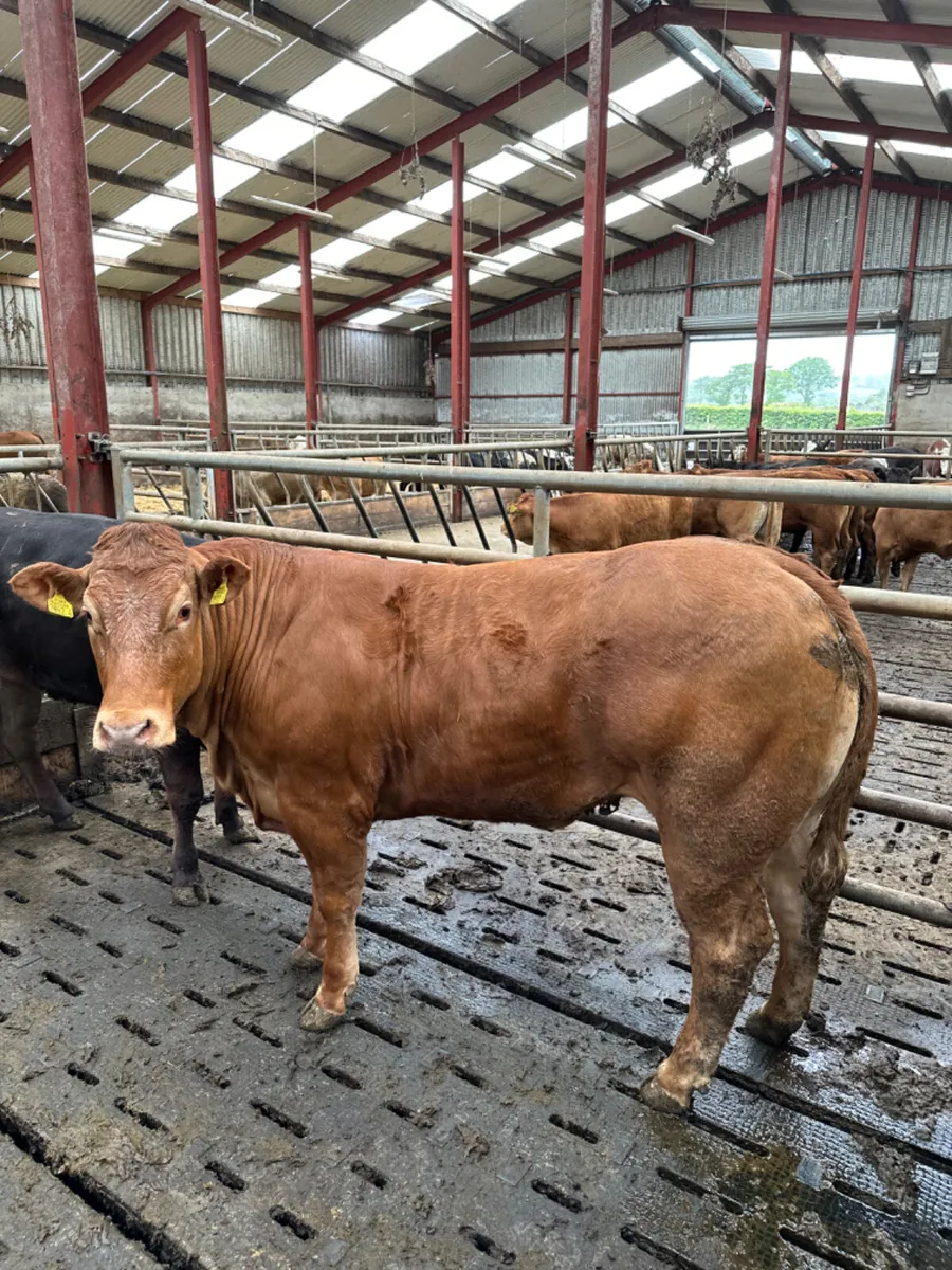 Roaned lim Bulling heifer - Image 2