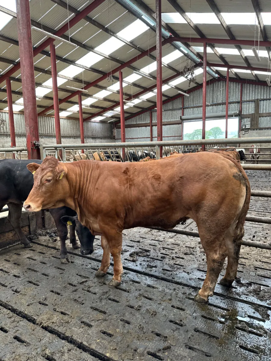Roaned lim Bulling heifer - Image 3