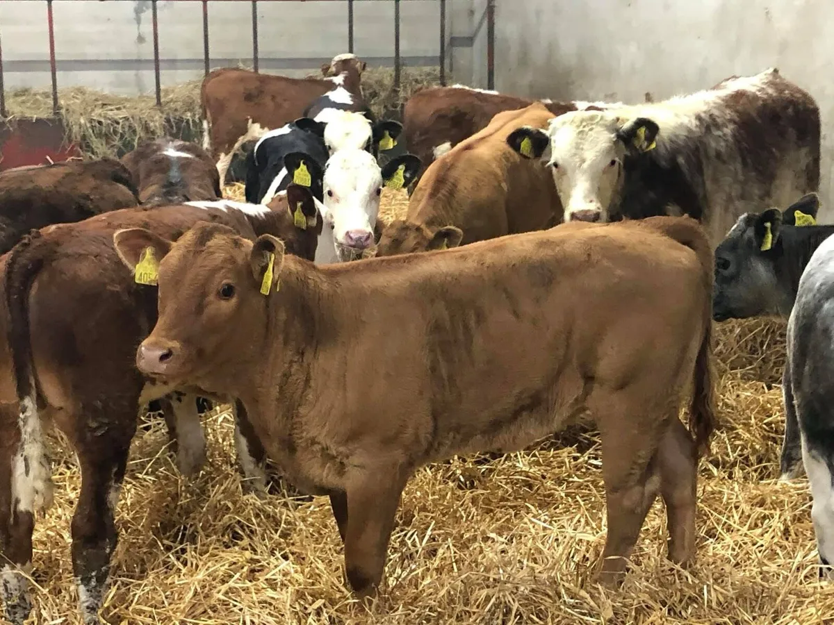 ⭐️⭐️ GRASS CALVES & RUNNERS ⭐️⭐️ - Image 1