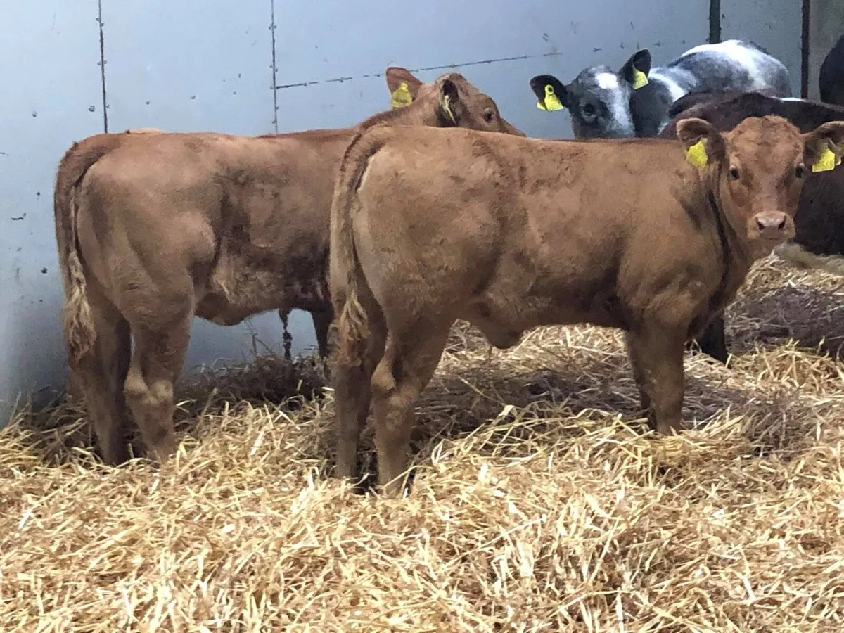 ⭐️⭐️ GRASS CALVES & RUNNERS ⭐️⭐️ - Image 2