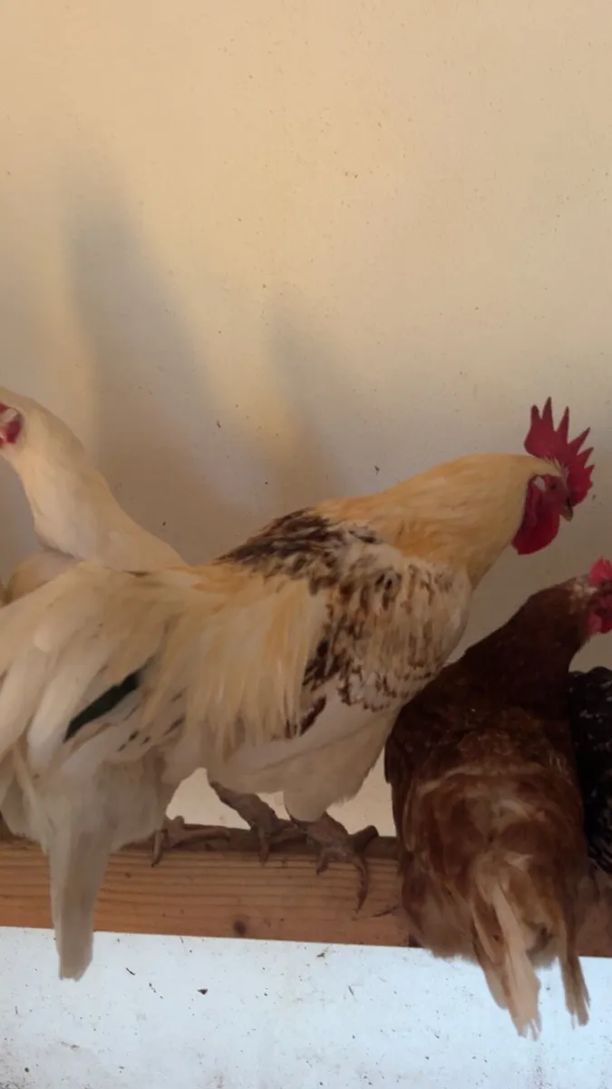 Roosters for sale - Image 1
