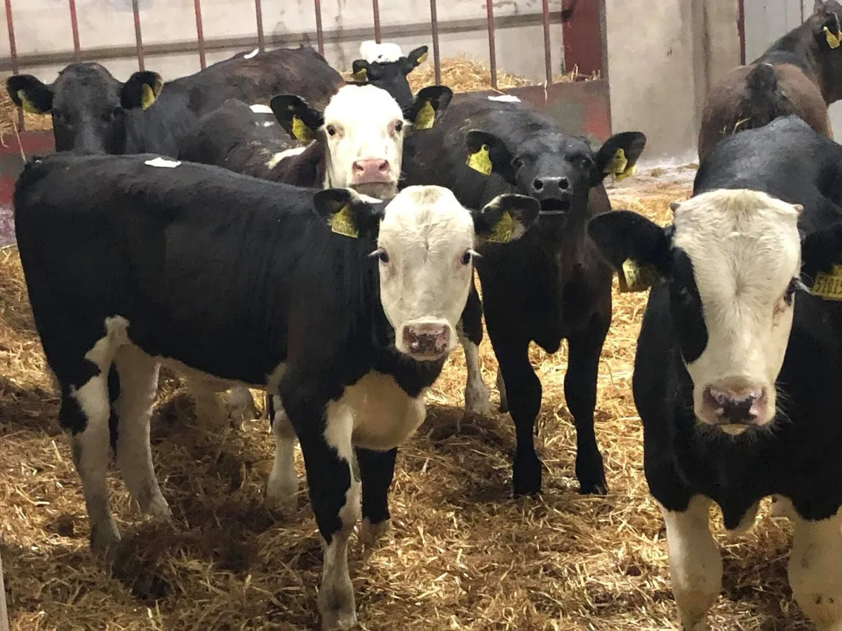 Calves & Reared Calves For Sale - Image 1