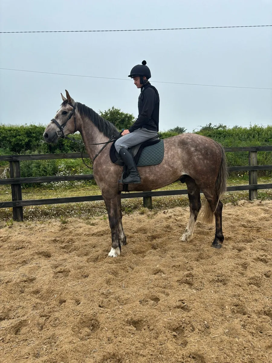 4yr old TIH - Image 1