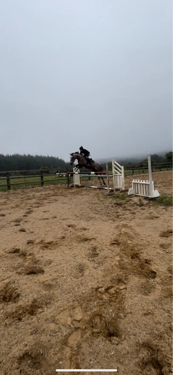 4yr old TIH - Image 2