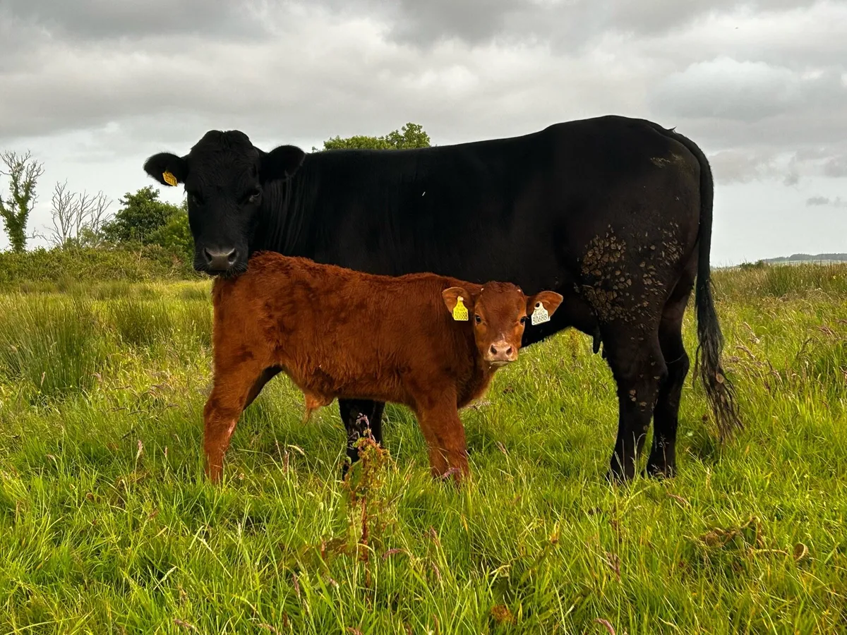 Limousin Cow & Bull Calf - Image 1