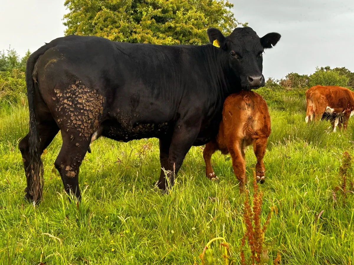 Limousin Cow & Bull Calf - Image 2