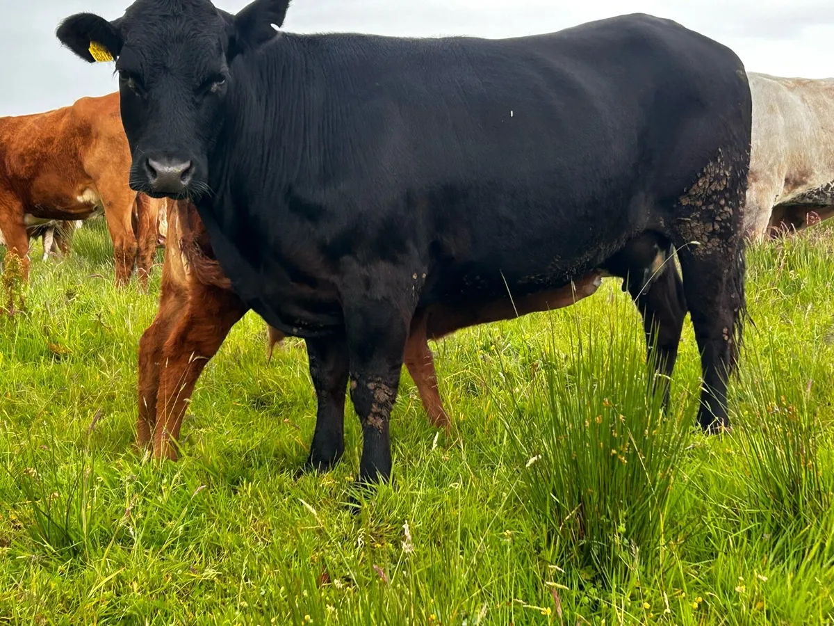 Limousin Cow & Bull Calf - Image 3