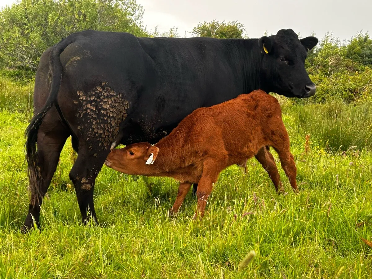 Limousin Cow & Bull Calf - Image 4