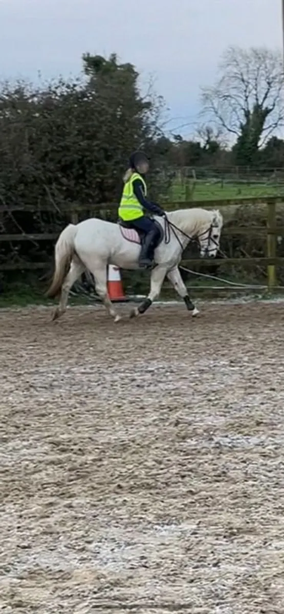 Horse for sale - Image 2
