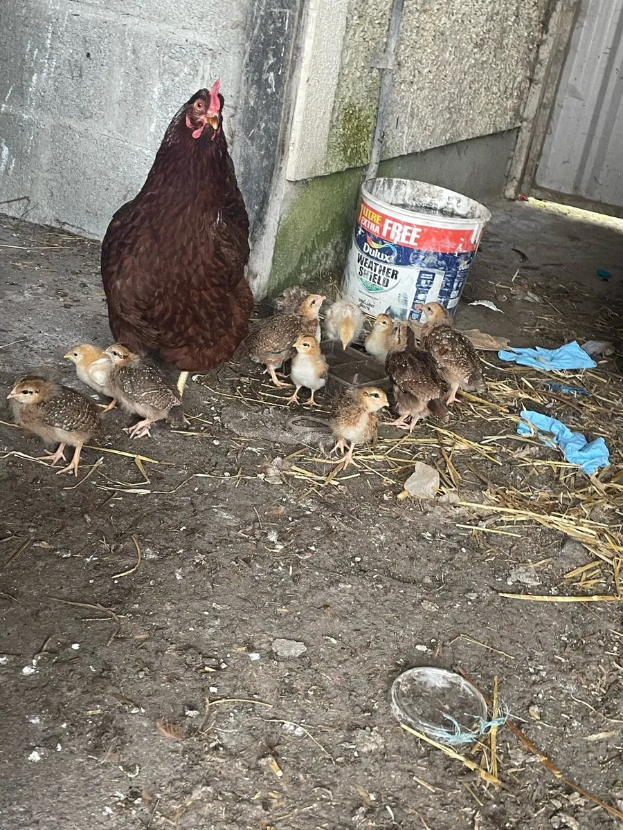 Hen with 7 chicks - Image 1