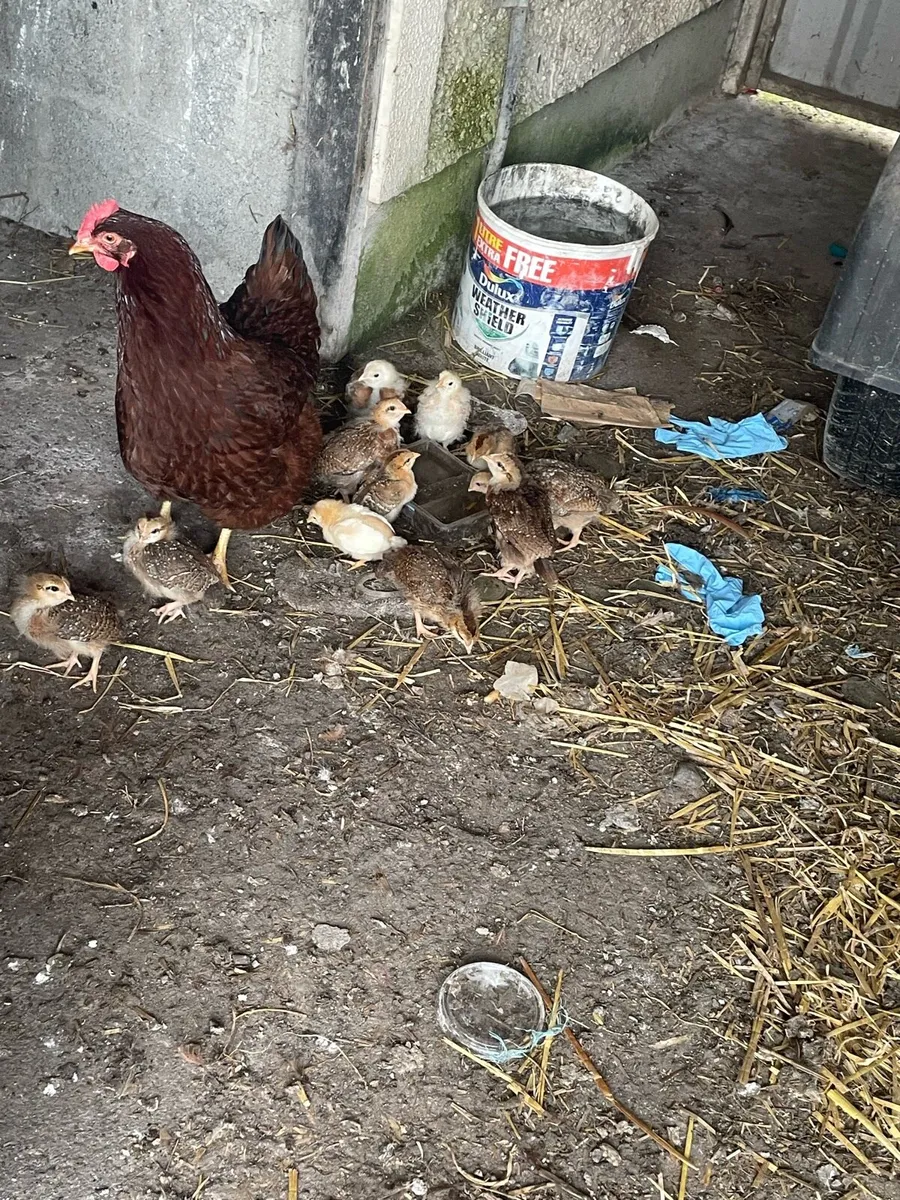 Hen with 7 chicks - Image 3