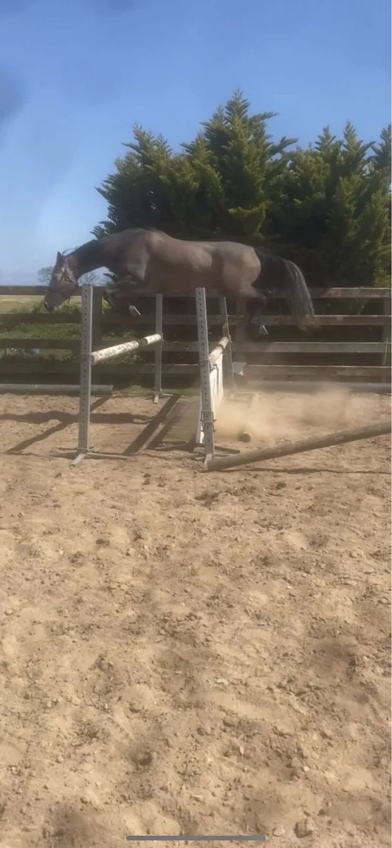 All rounder mare - Image 1