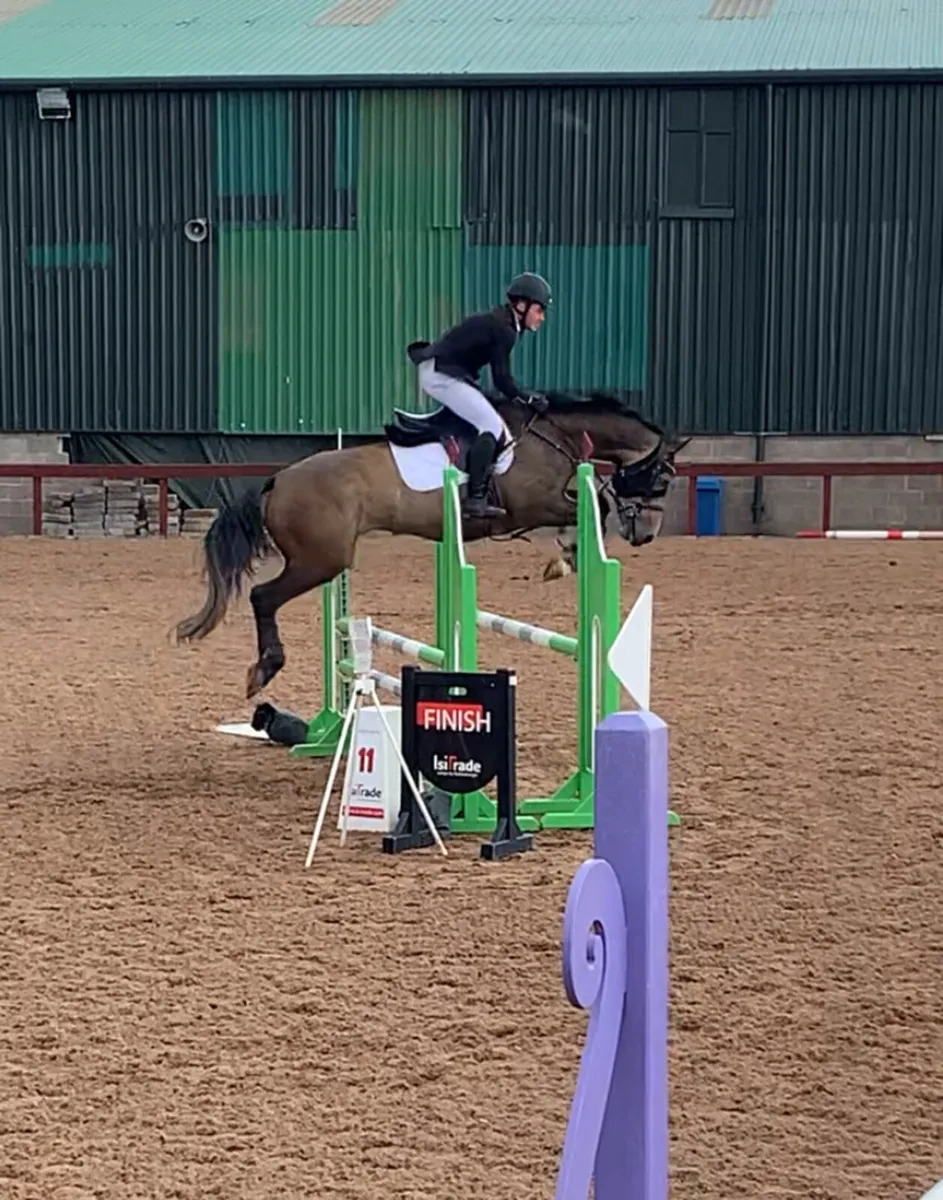 All rounder mare - Image 2