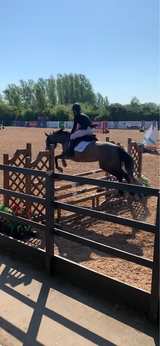 All rounder mare - Image 3