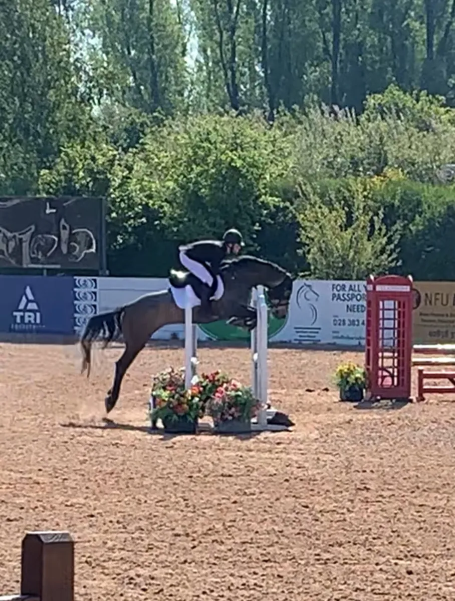All rounder mare - Image 4
