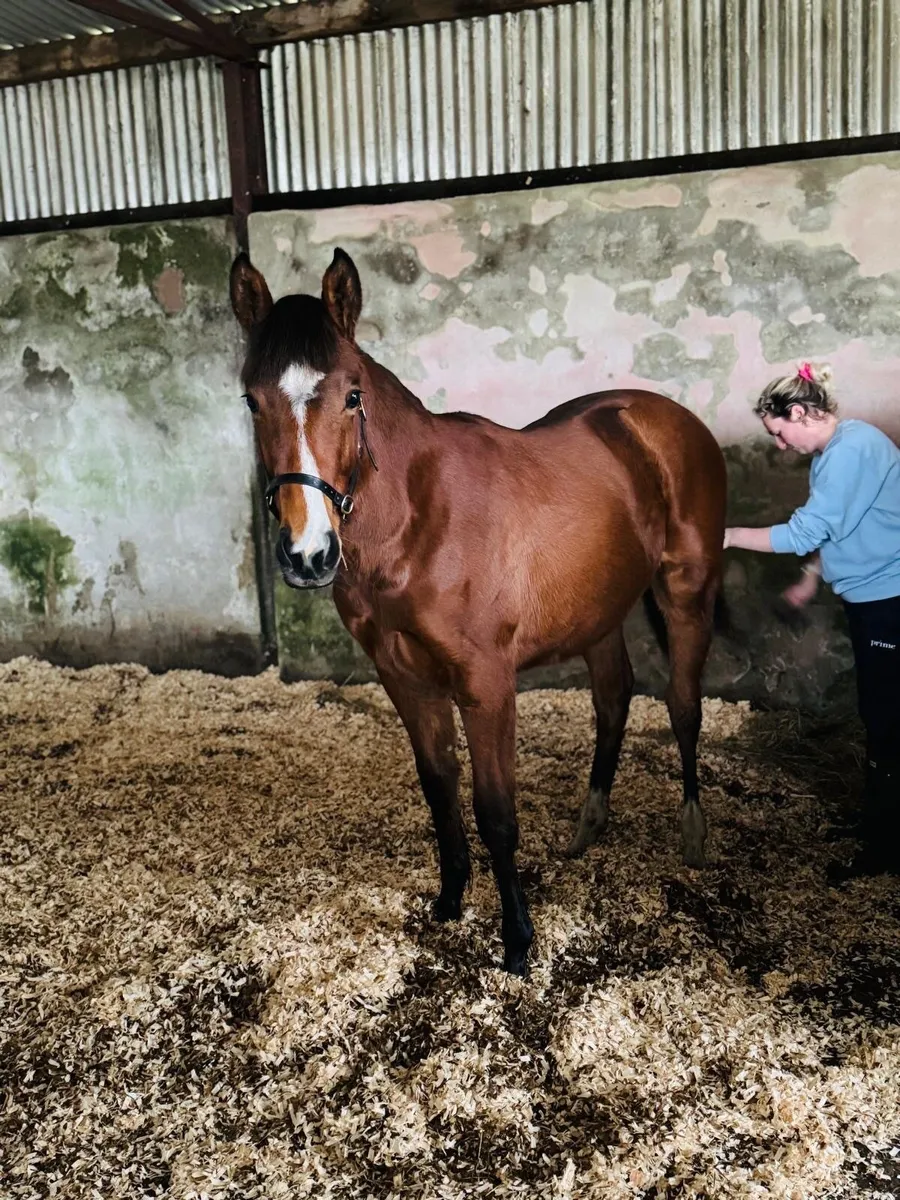 Stunning yearling - Image 1