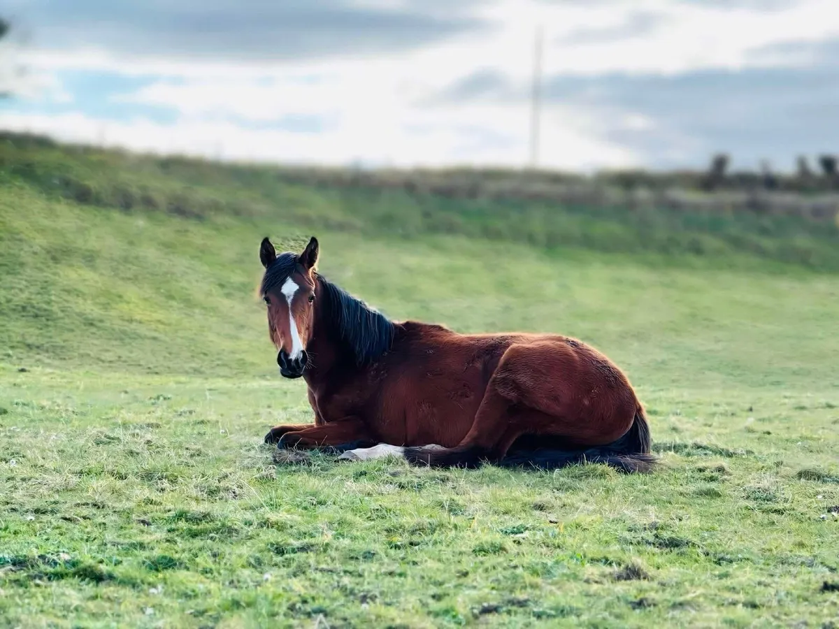 Stunning yearling - Image 2