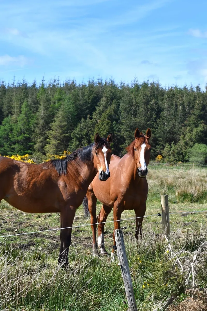Stunning yearling - Image 3