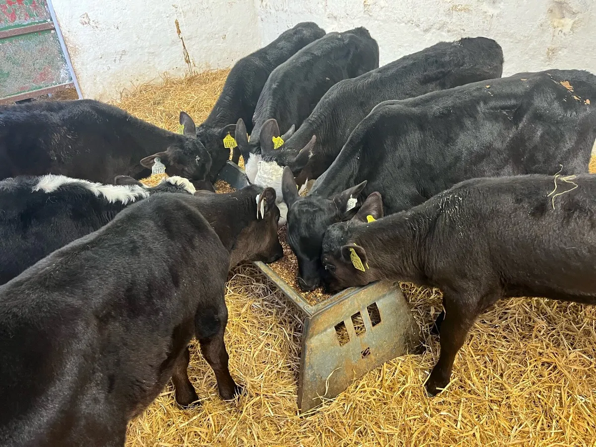 Reared AA & HE Heifer Calves - Image 1
