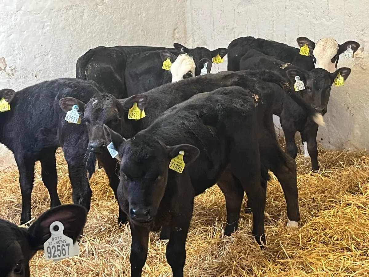 Reared AA & HE Heifer Calves - Image 2