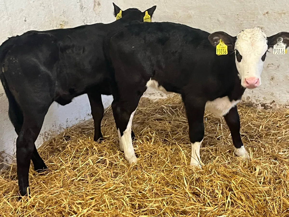 Reared AA & HE Heifer Calves - Image 4
