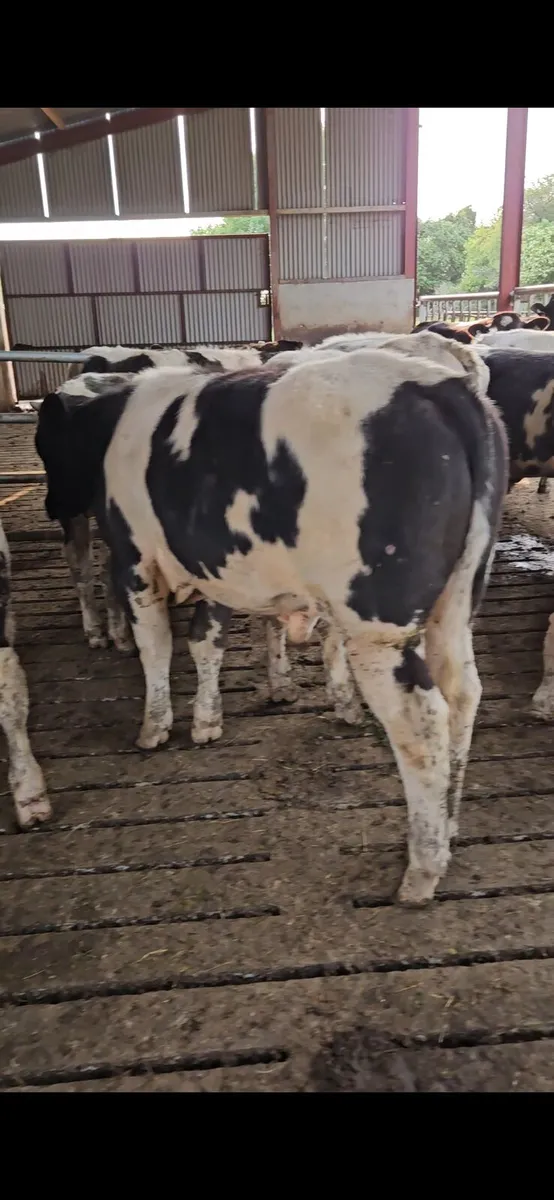 22 smashing bullocks for sale - Image 2