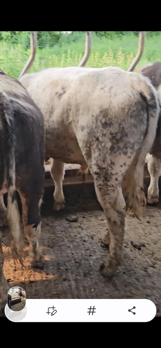 22 smashing bullocks for sale - Image 3