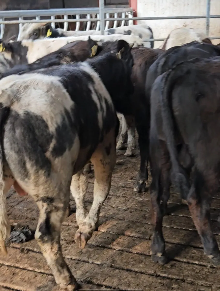 22 smashing bullocks for sale - Image 1