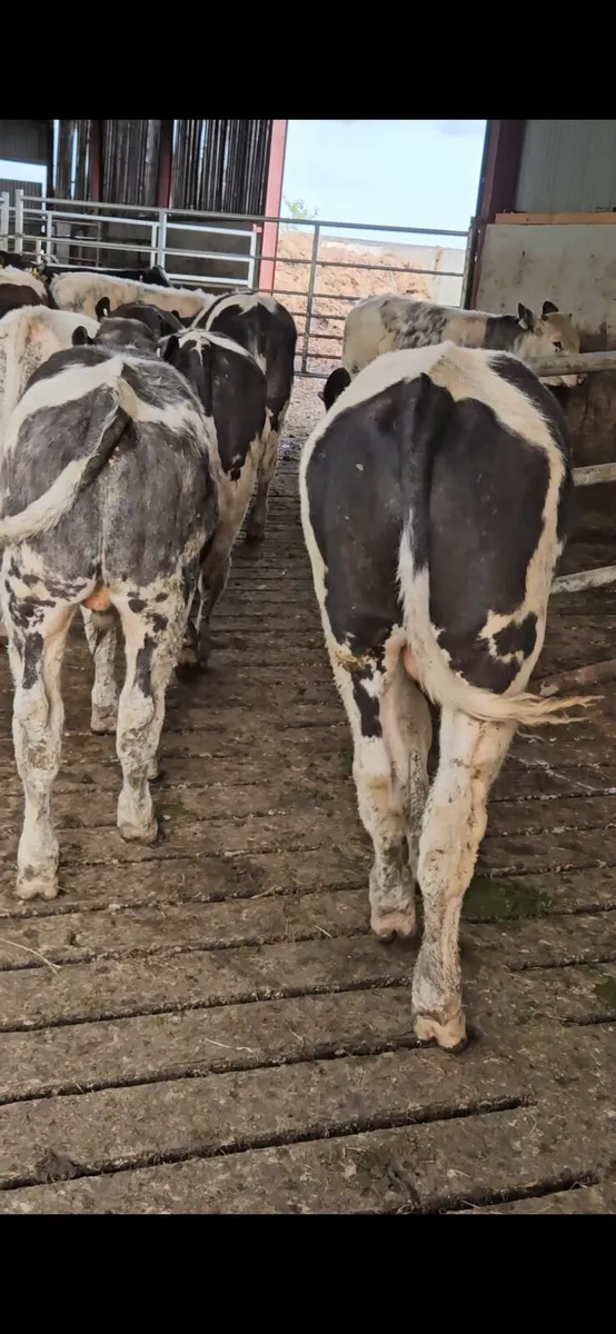 22 smashing bullocks for sale - Image 4