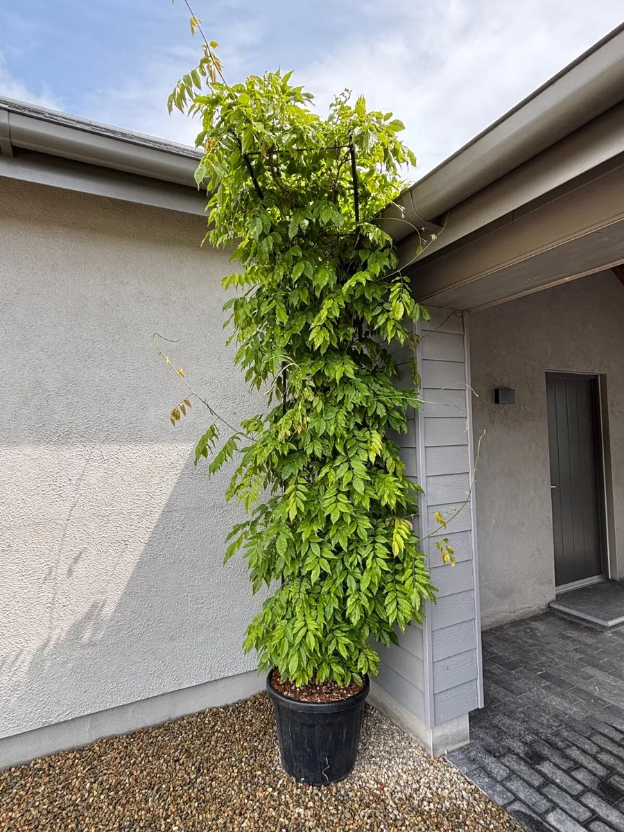 Wisteria plant - Image 1