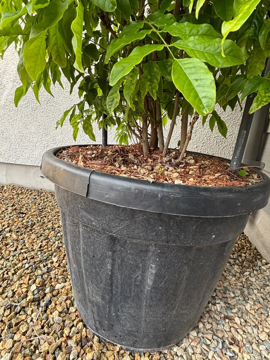 Wisteria plant - Image 4