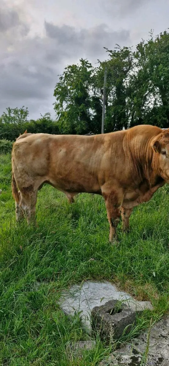 Limousin bull - Image 1