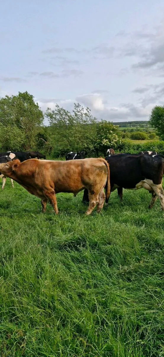 Limousin bull - Image 2